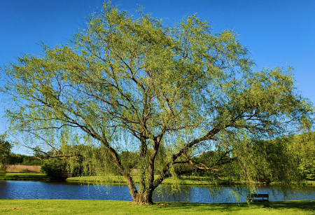 Un percorso alla scoperta della Naturopatia con Raffaela Marescalco. Un albero nel mezzo di una foresta soleggiata.