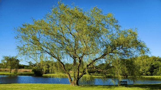 Un percorso alla scoperta della Naturopatia con Raffaela Marescalco. Un albero nel mezzo di una foresta soleggiata.