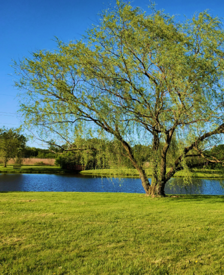 Un viaggio alla scoperta della Naturopatia con Raffaela Marescalco. Un albero nel mezzo di una foresta soleggiata.