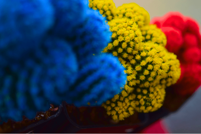 Piccoli cactus di diversi colori. Rosso, giallo e blu