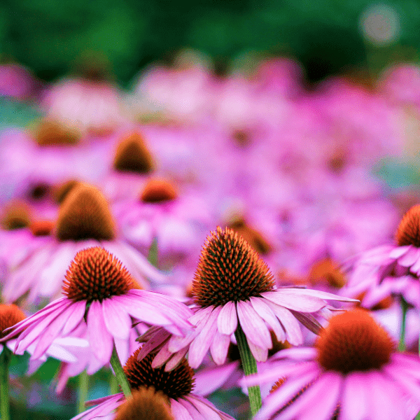 Un primo piano di un campo di fiori viola lungo un percorso in mezzo alla natura. I fiori sono in piena fioritura e hanno una forma a margherita con petali delicati e frastagliati