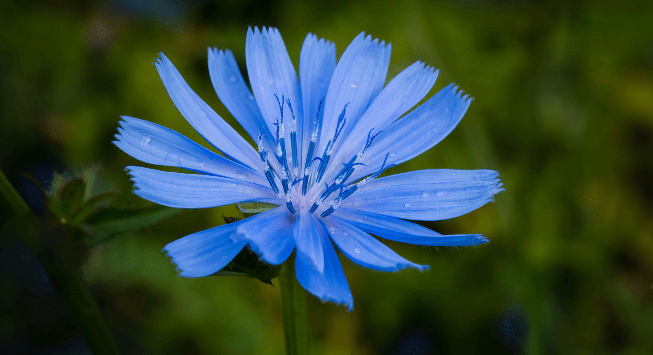 Fiore color blu, uno dei molteplici fiori di Bach