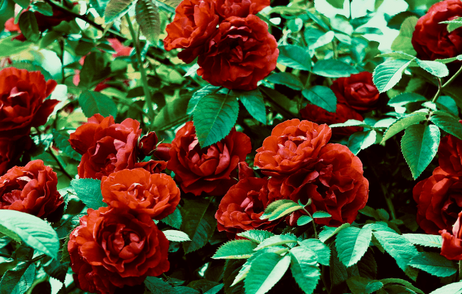 Rose rosse, fiori di Bach