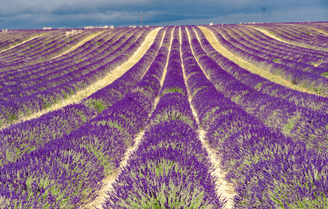 Un campo di lavanda si estende a vista d'occhio. La lavanda è un fiore fondamentale per la Naturopatia